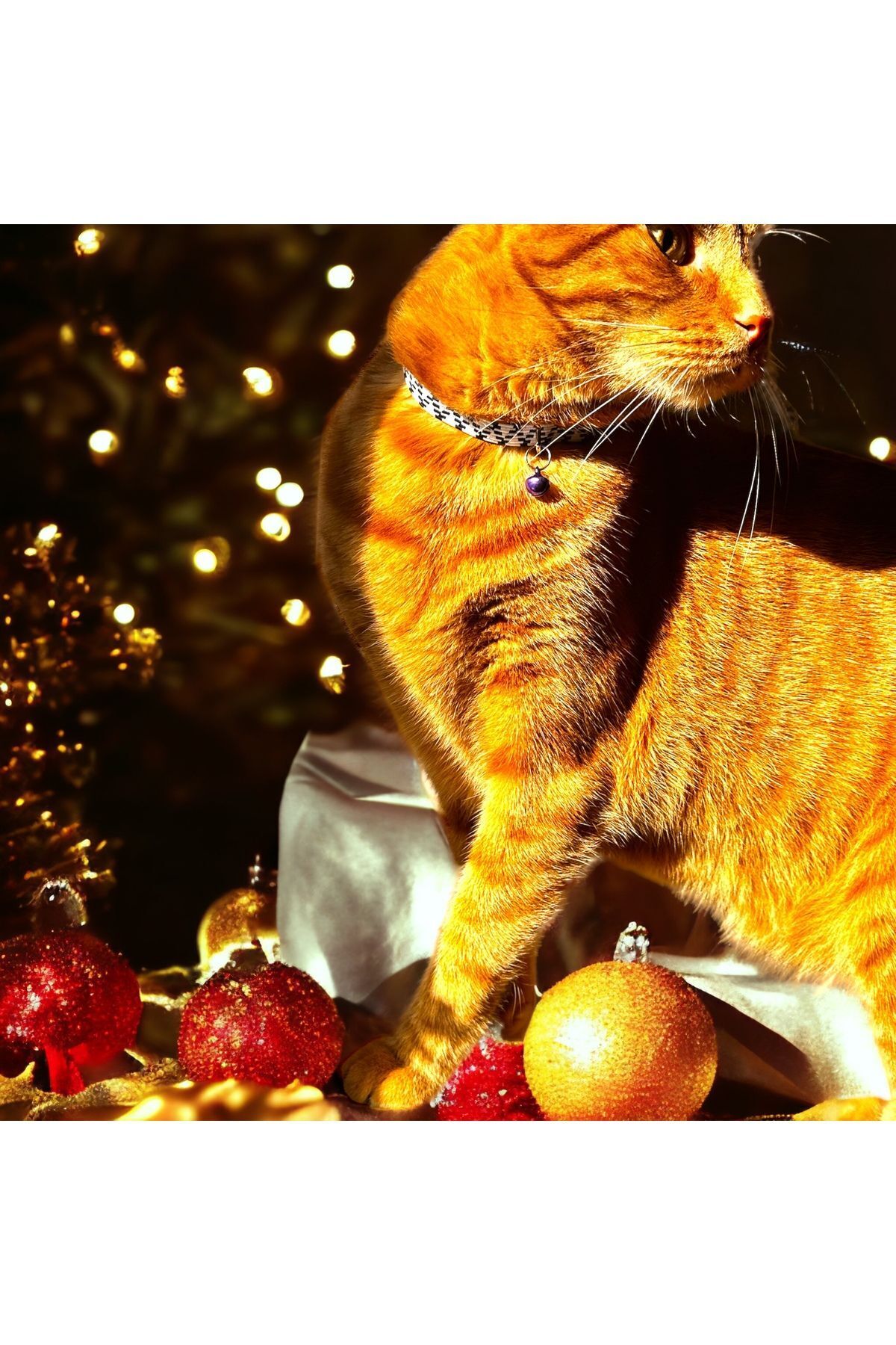 Ayarlanabilir Renkli Graffiti Kedi Ve Küçük Irk Köpek Tasması fosforlu kedi tasması