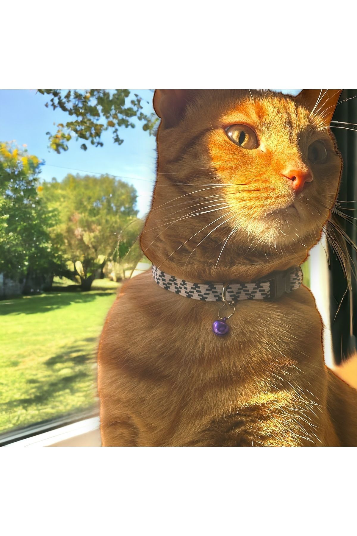 Ayarlanabilir Renkli Graffiti Kedi Ve Küçük Irk Köpek Tasması fosforlu kedi tasması
