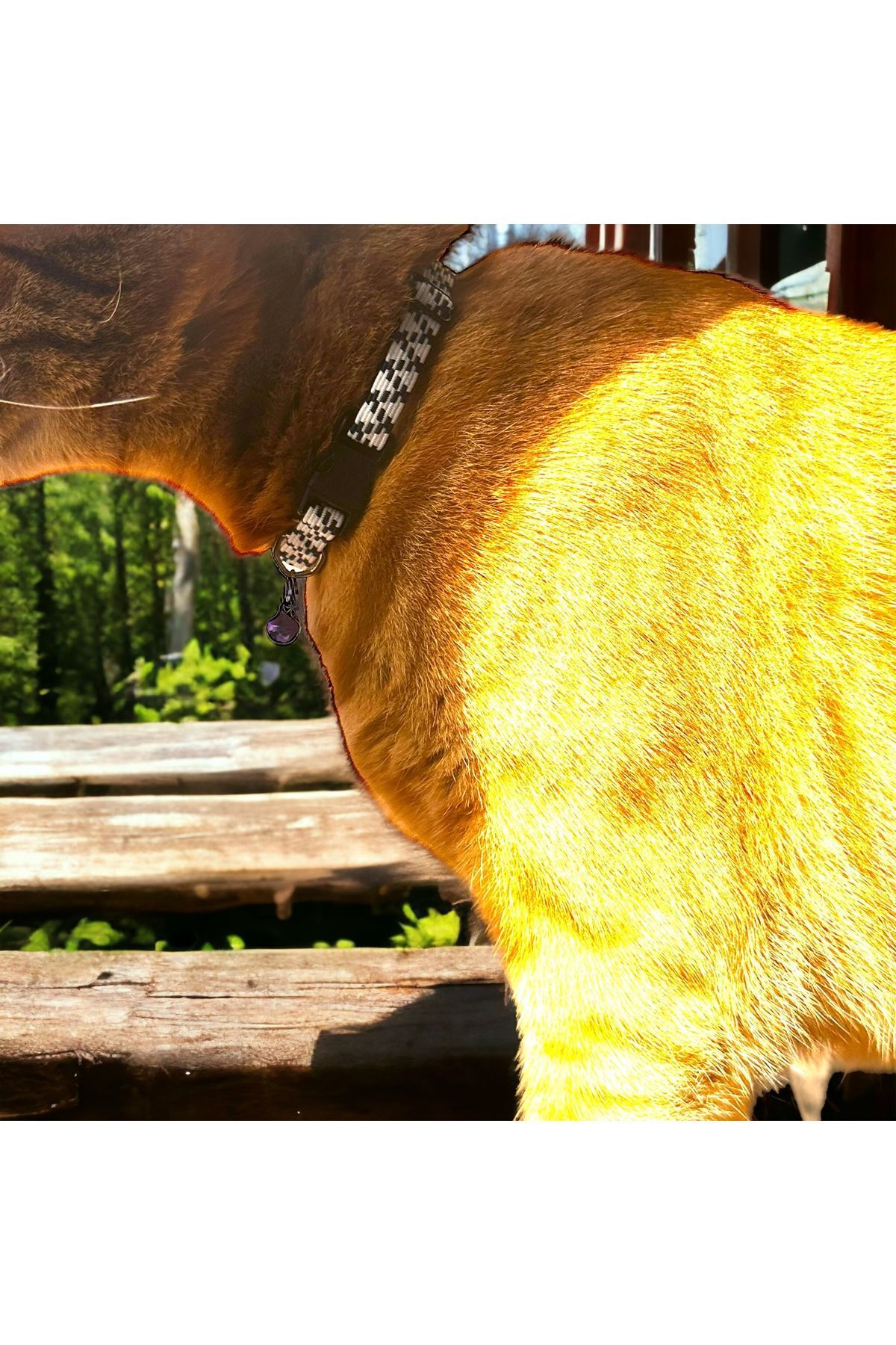Ayarlanabilir Renkli Graffiti Kedi Ve Küçük Irk Köpek Tasması fosforlu kedi tasması