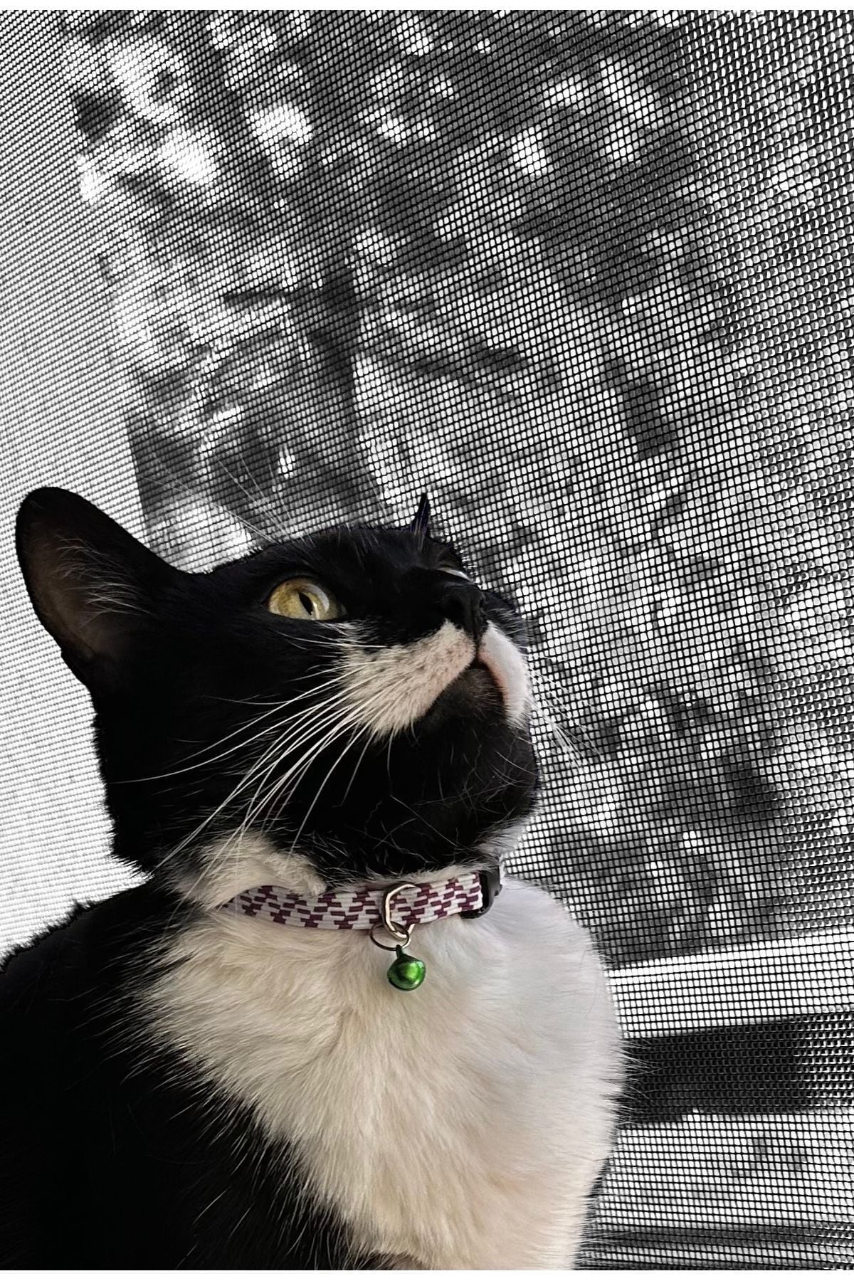 Ayarlanabilir Renkli Graffiti Kedi Ve Küçük Irk Köpek Tasması fosforlu kedi tasması mor-beyaz
