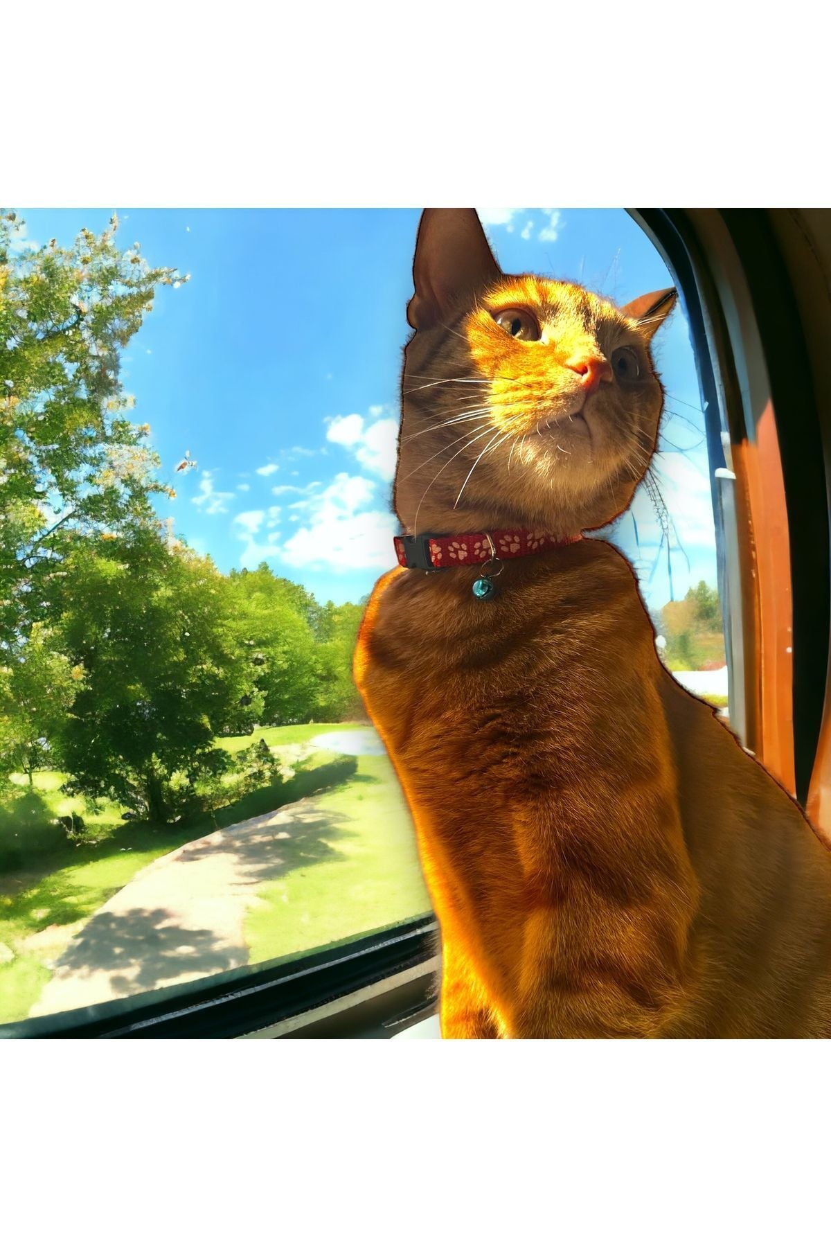 Ayarlanabilir Renkli Graffiti Kedi Ve Küçük Irk Köpek Tasması fosforlu kedi tasması kırmızı kedi patili