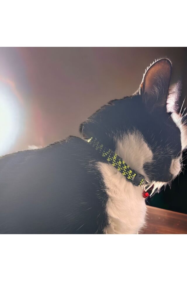 Ayarlanabilir Renkli Graffiti Kedi Ve Küçük Irk Köpek Tasması fosforlu kedi tasması yeşil-siyah