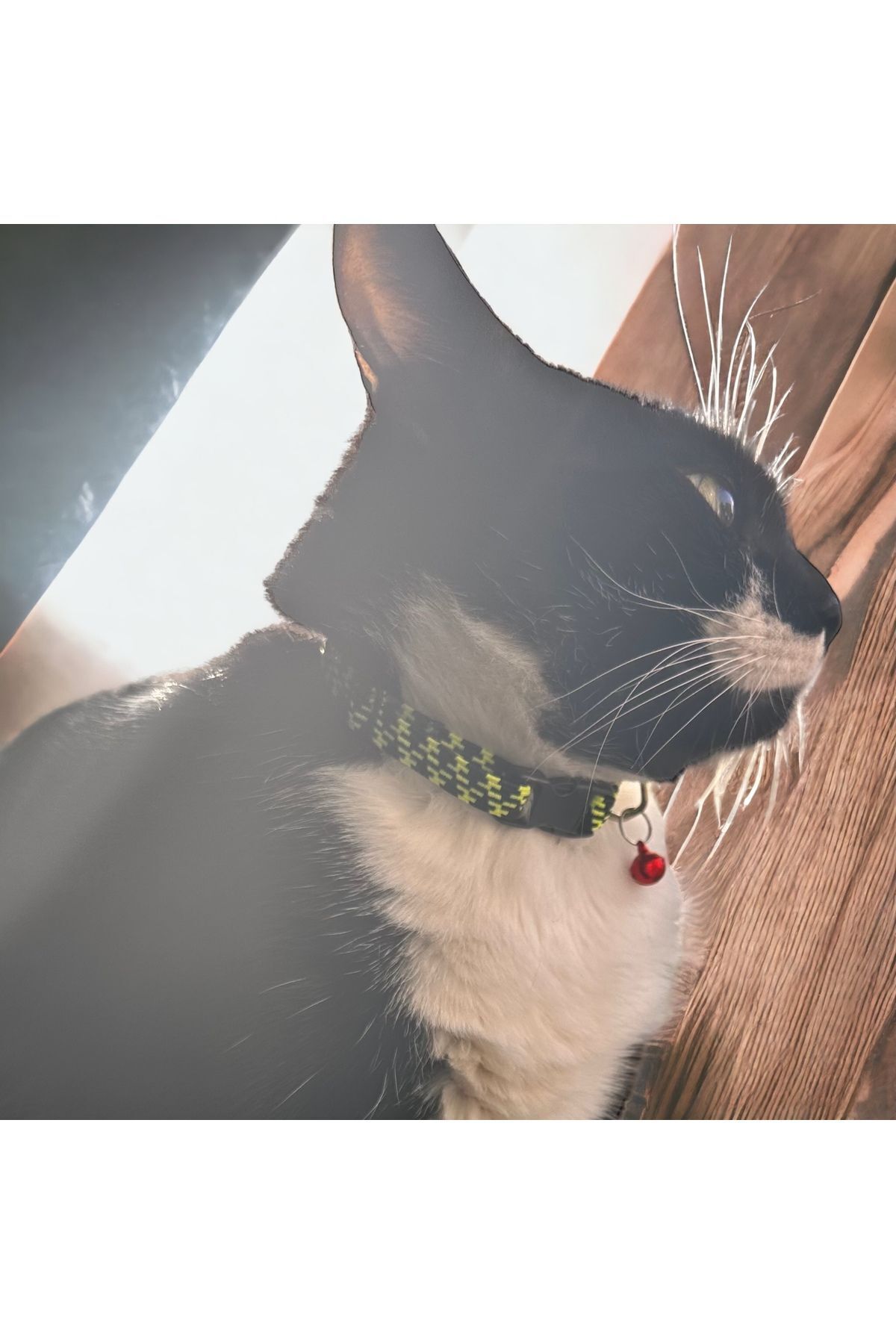 Ayarlanabilir Renkli Graffiti Kedi Ve Küçük Irk Köpek Tasması fosforlu kedi tasması yeşil-siyah
